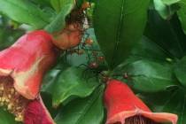 The hot weather brings out the leaf-footed plant bug that will infest your fruit trees and vege ...
