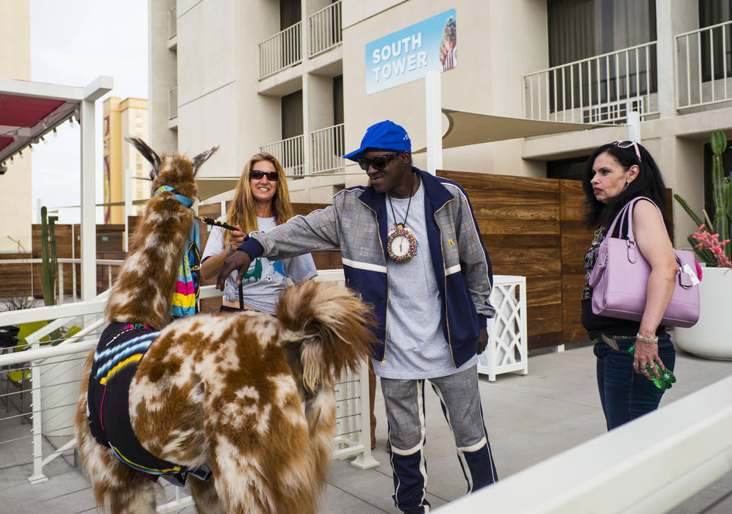 Entertainer Flavor Flav greets a llama before joining in on a team photo shoot for the Lights F ...