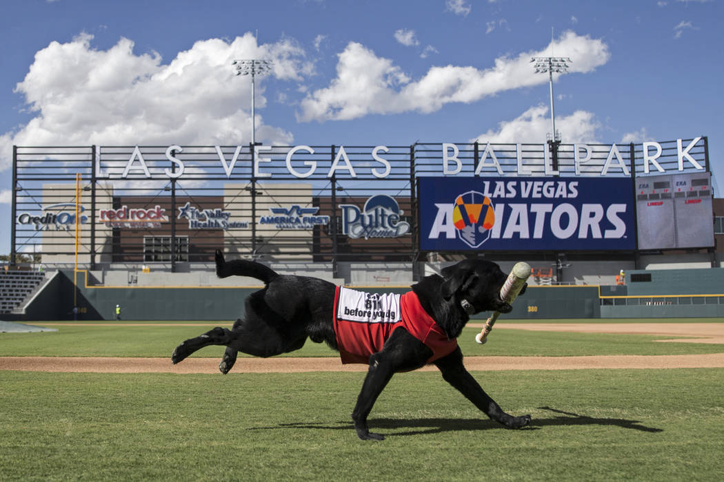 Finn, a 5-year-old black lab, retrieves a bat at Aviators media day at Las Vegas Ballpark on Tu ...
