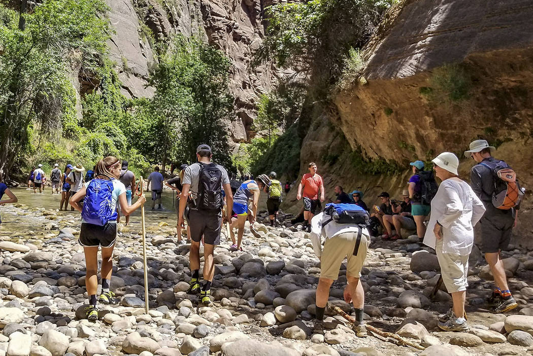 Zion National Park visitors congregate near the Virgin River to hike The Narrows at Zion Nation ...