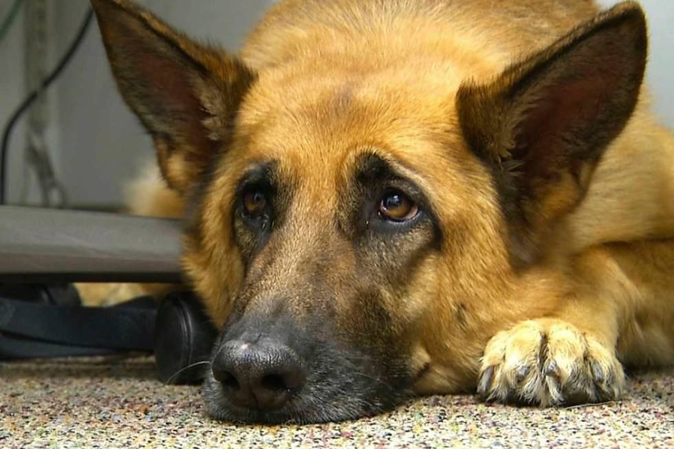 FILE - This Feb. 18, 2014 shows Lexy, a therapy dog at Fort Bragg, N.C. A study released on Mon ...