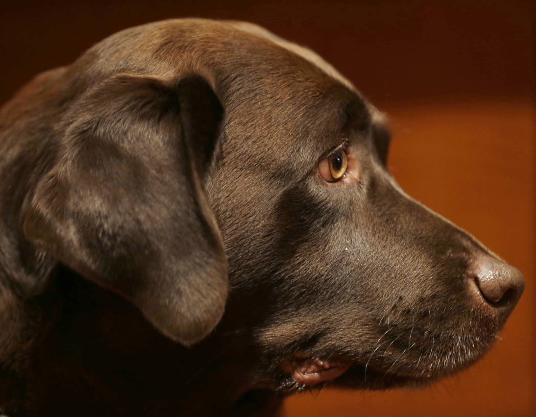 FILE - In this Wednesday, Jan. 30, 2013, file photo, a Labrador retriever named Shayna attends ...