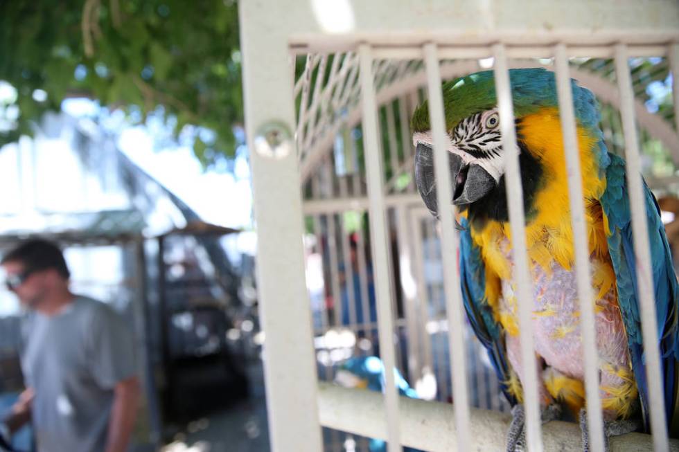 A blue and gold macaw at Gilcrease Nature Sanctuary during the Founder's Day Kids Carnival at G ...