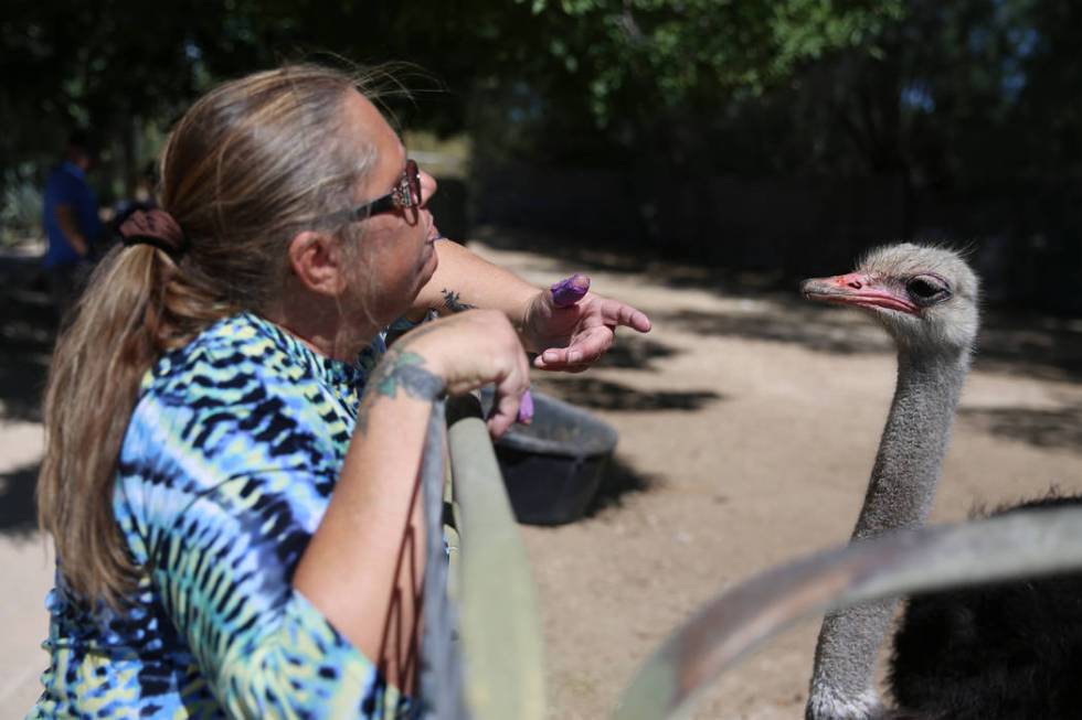 Director Bonnie Grafton interacts with Andrew the ostrich at Gilcrease Nature Sanctuary in Las ...