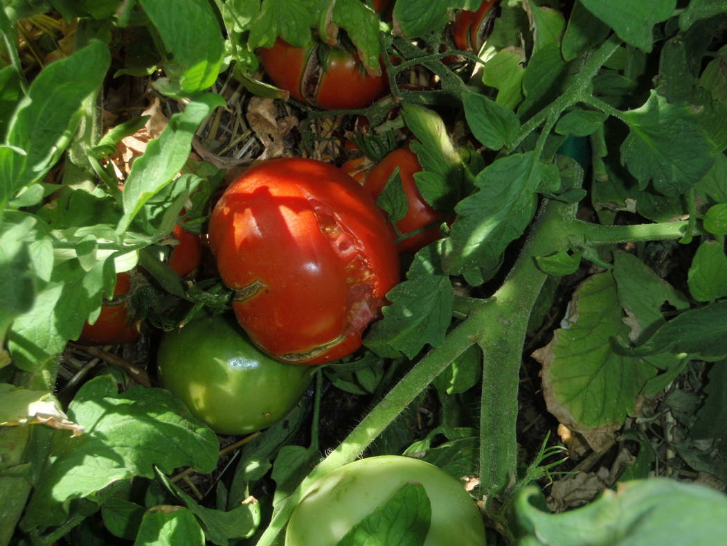 The usual reason for splitting of tomato fruit is not having a consistent amount of water in th ...