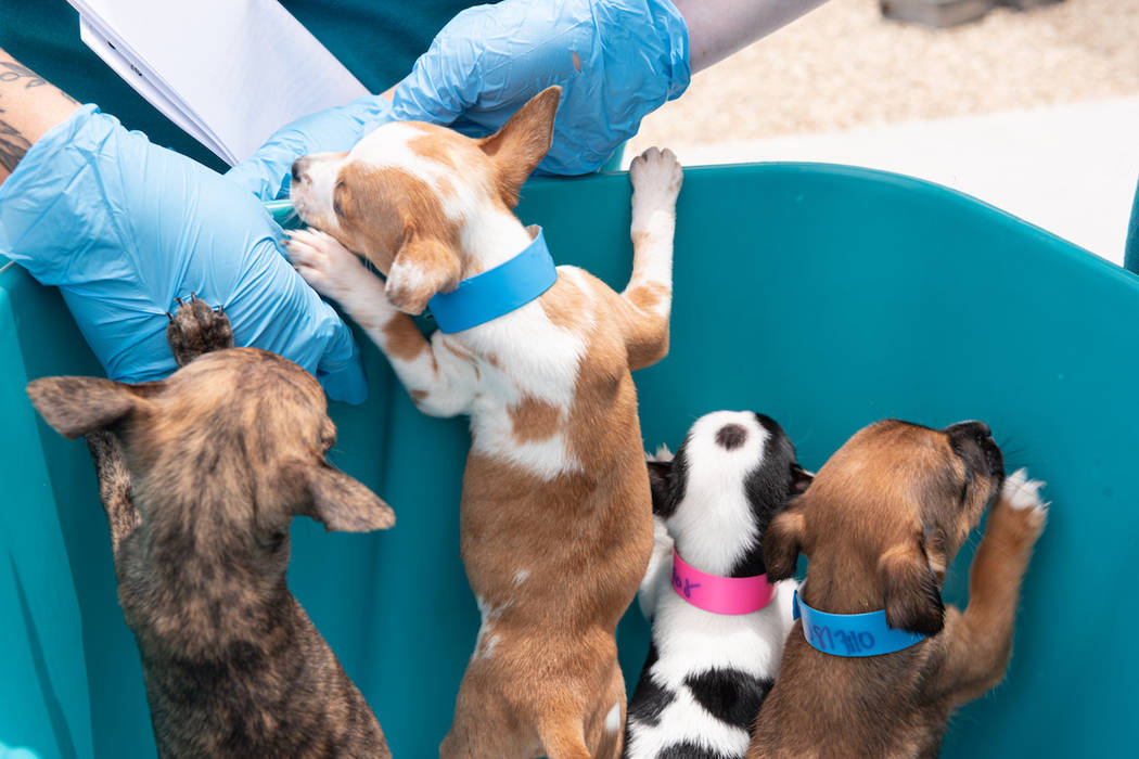 Puppies recovered by the Metropolitan Police Department are photographed at the Animal Foundati ...