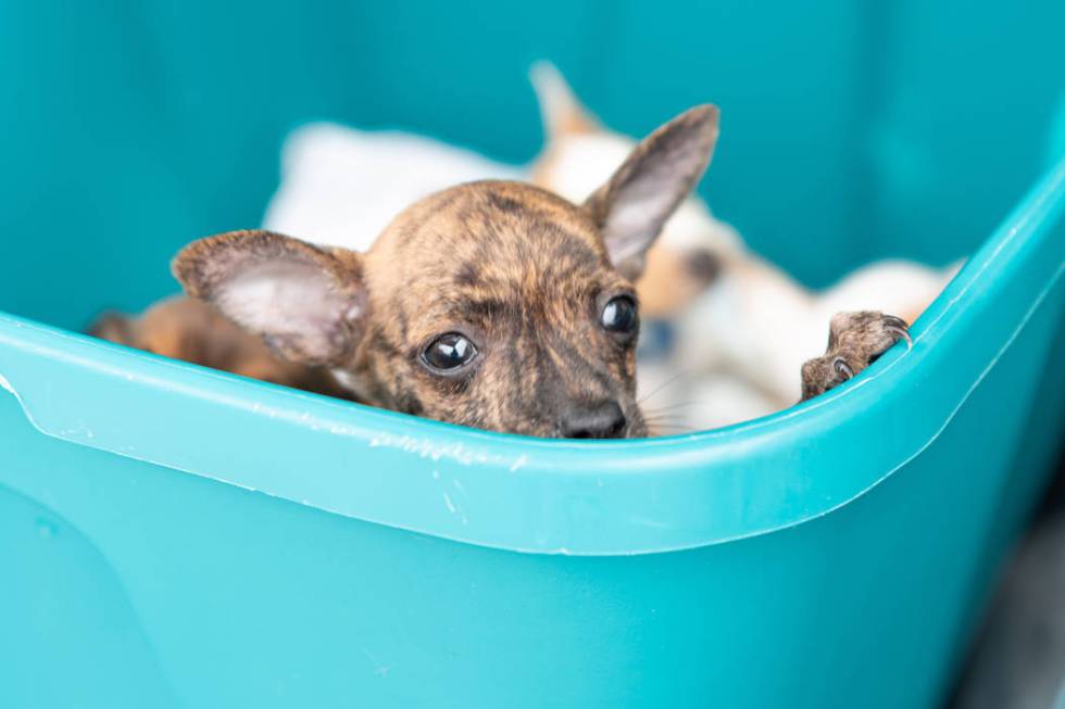 A puppy recovered by the Metropolitan Police Department are photographed at the Animal Foundati ...