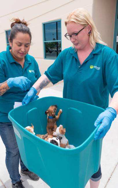 Volunteers of the Animal Foundation carry puppies that were recovered by the Metropolitan Polic ...