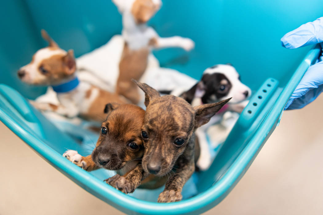 Puppies recovered by the Metropolitan Police Department are photographed at the Animal Foundati ...