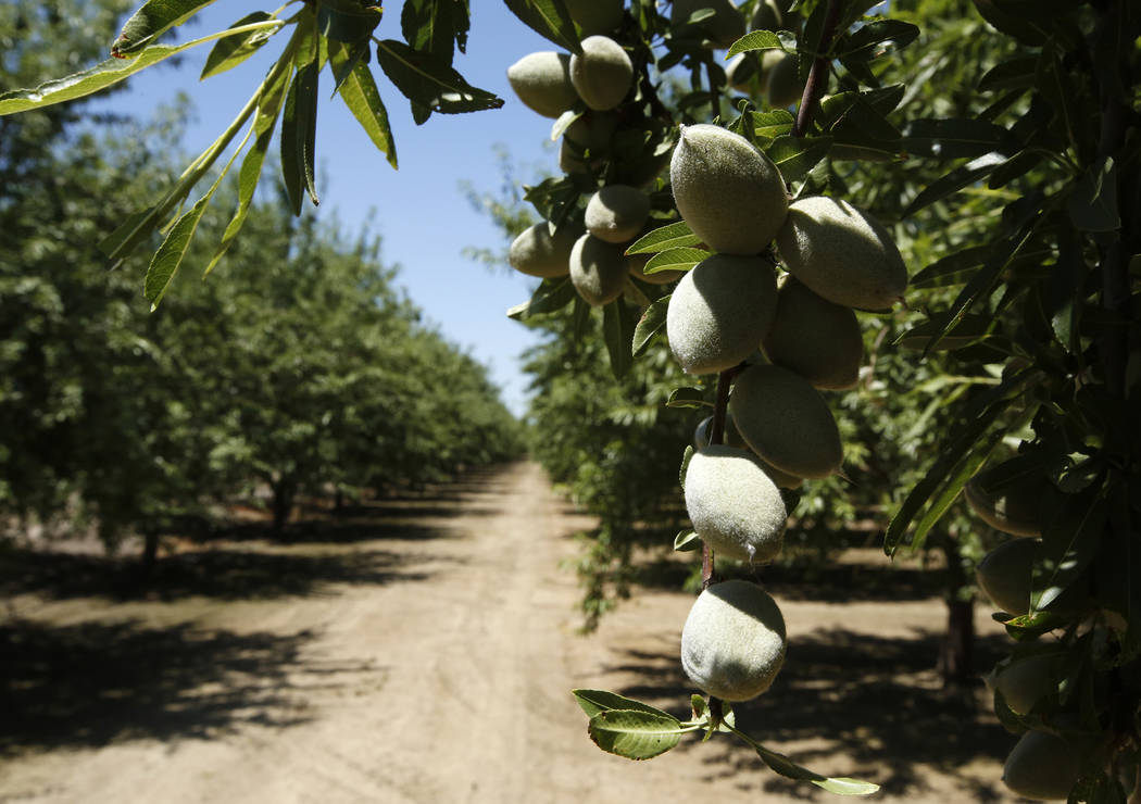 In this Friday June 21, 2019 photo, almonds hang on the branches of an almond tree in an orchar ...