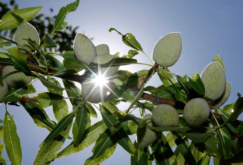 In this Friday June 21, 2019 photo, the sun peaks past almonds growing on the branches of an al ...