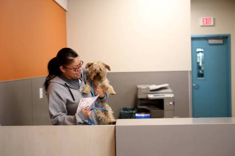 Admissions Counselor Maria Salazar brings a lost dog to the back to be cared for at the Lost & ...