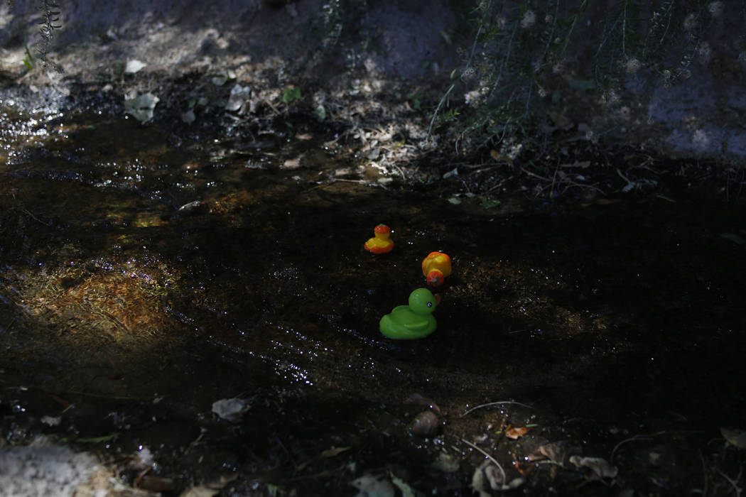 Plastic ducks used in a duck race float down a river during Pioneer Day at Old Mormon Fort in L ...