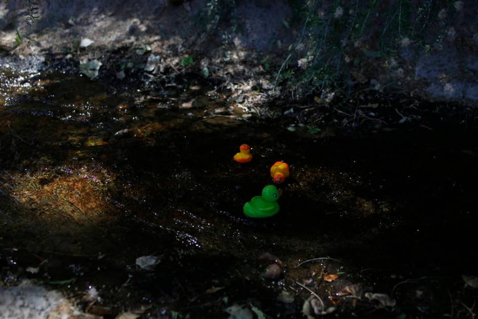 Plastic ducks used in a duck race float down a river during Pioneer Day at Old Mormon Fort in L ...