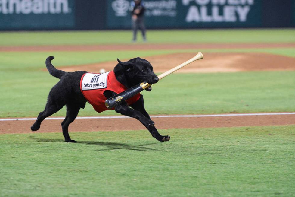 Fan favorite, Finn the Bat Dog, a black lab enthusiastically retrieves bats from the field. (Su ...