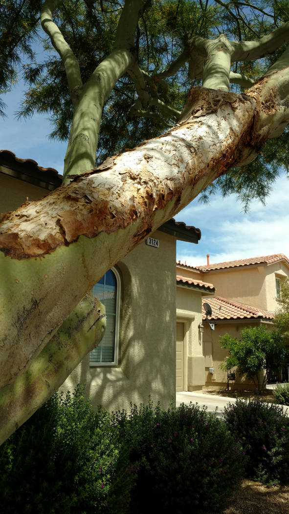 This palo verde branch shows signs of sunburn. (Bob Morris)