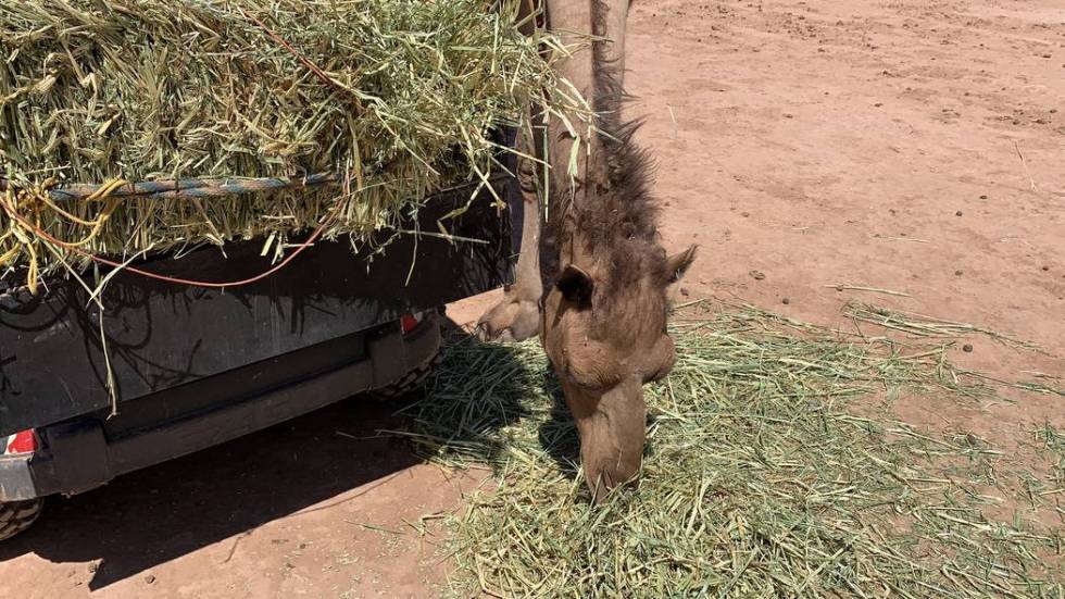 About an hour outside of Las Vegas, near Bunkerville, you’ll find the Camel Safari. (Mat Lusc ...