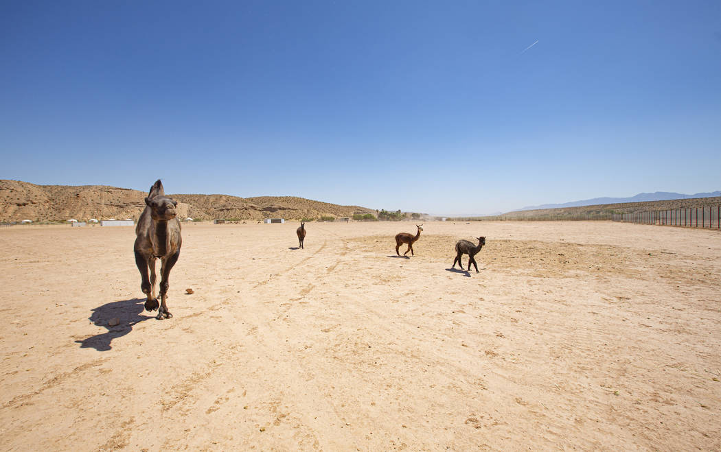 Camels and baby camel walk towards more hay to eat at the Camel Safari on Monday, July 8, 2019 ...