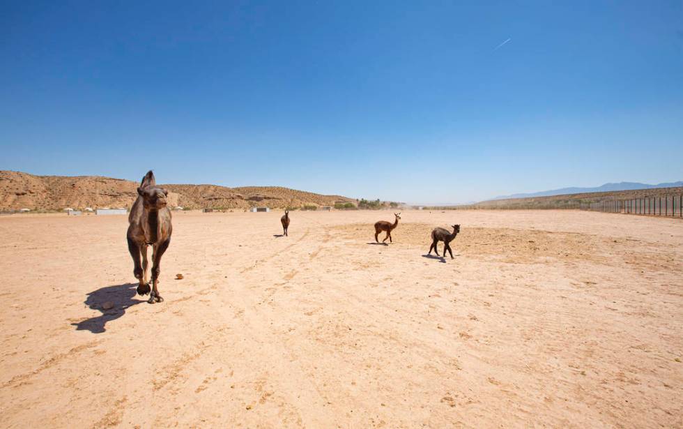 Camels and baby camel walk towards more hay to eat at the Camel Safari on Monday, July 8, 2019 ...