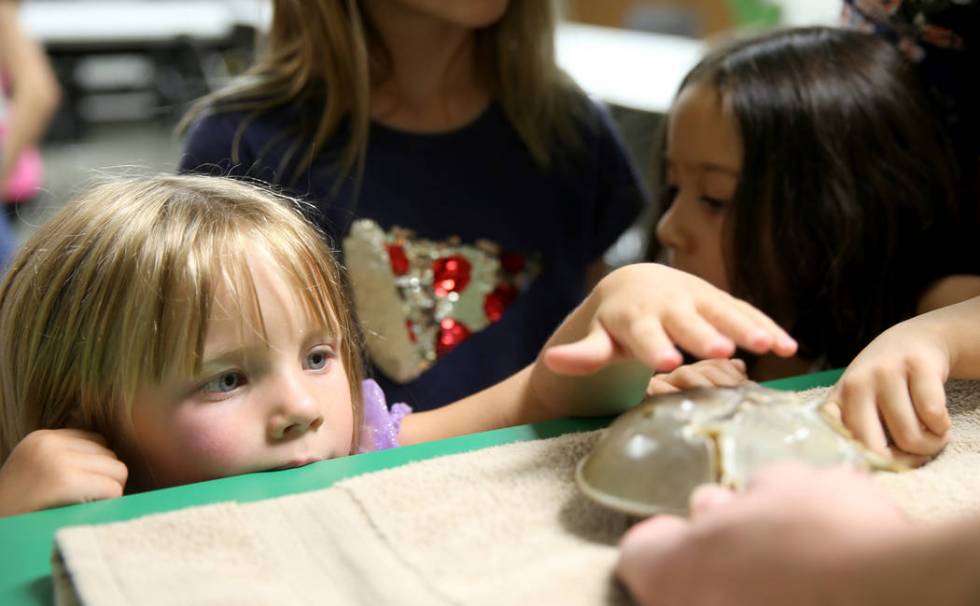 Lake Dahlem, 3, of Henderson, checks out a horseshoe crab during "Critter Connection" ...