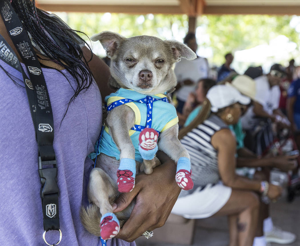 Tiffany Phyfiher holds her chihuahua Brawny during the 5th Annual Community BBQ on Saturday, Ju ...