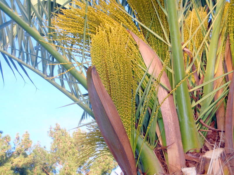 The Canary Island date palm is gender-specific. (Bob Morris)