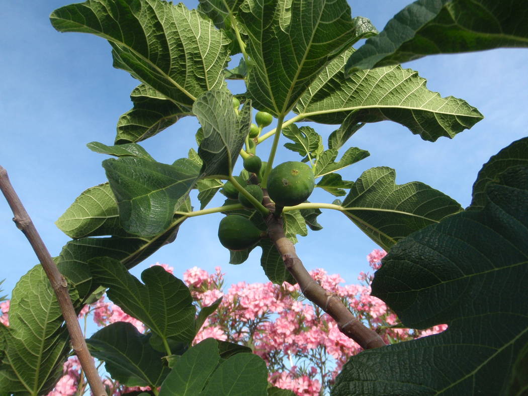 The early or first figs on a tree are called the breba crop and come from stems that grew the p ...