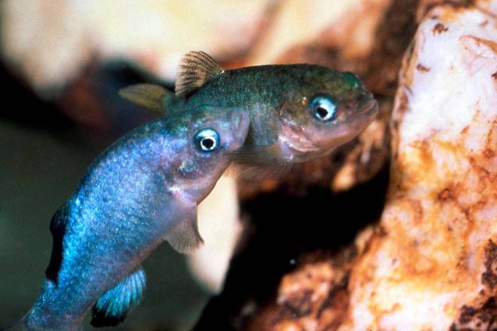 Two Devil's Hole pupfish are shown in a cave at Death Valley National Park in Nevada, northwest ...