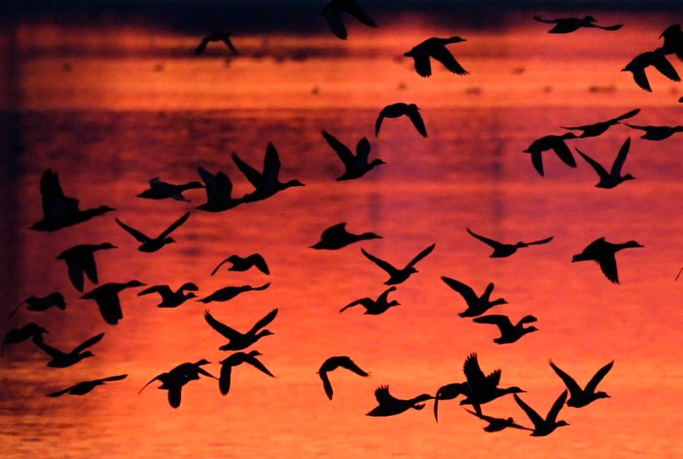 Birds land during the sunset near Straussfurt, central Germany, Monday, Oct. 8, 2018. (AP Photo ...