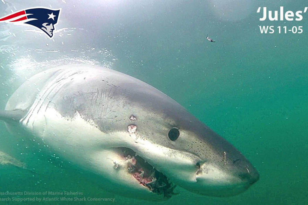 The Atlantic White Shark Conservancy named a shark after New England Patriots wide receiver Jul ...