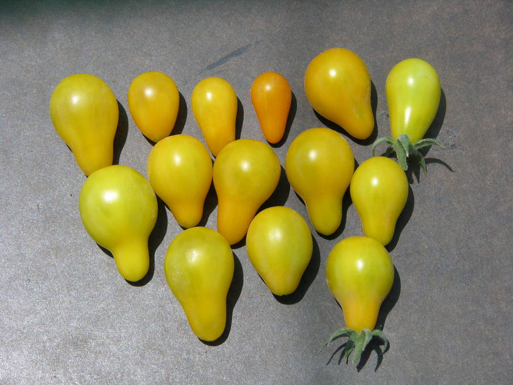 Yellow pear tomatoes are reliable, quickly produce fruit from flowers and can fill some gaps wh ...