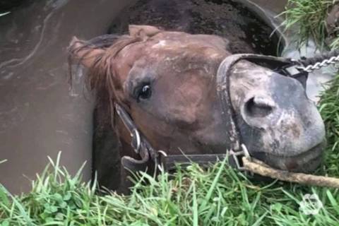 4-year-old thoroughbred named Mr. Changue in a 6-foot deep pit of muddy water after a water mai ...