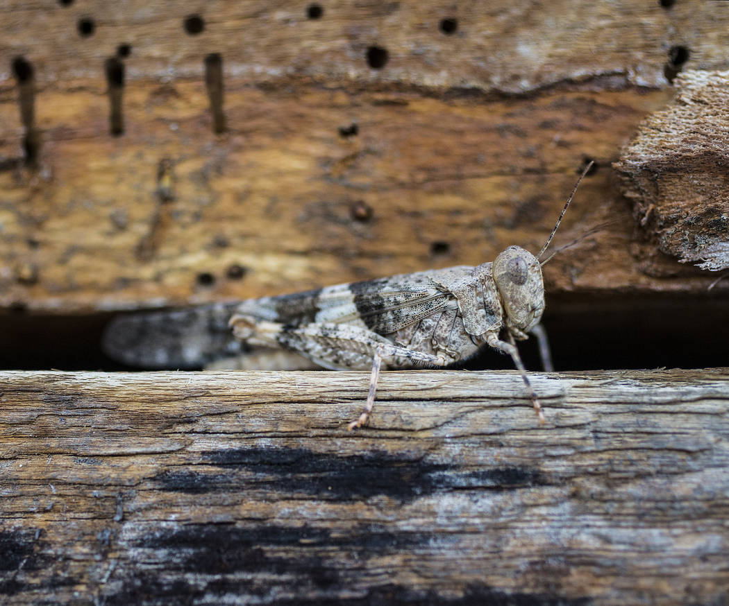 A grasshopper rests on a wall outside California Pizza Kitchen in Downtown Summerlin on Thursda ...