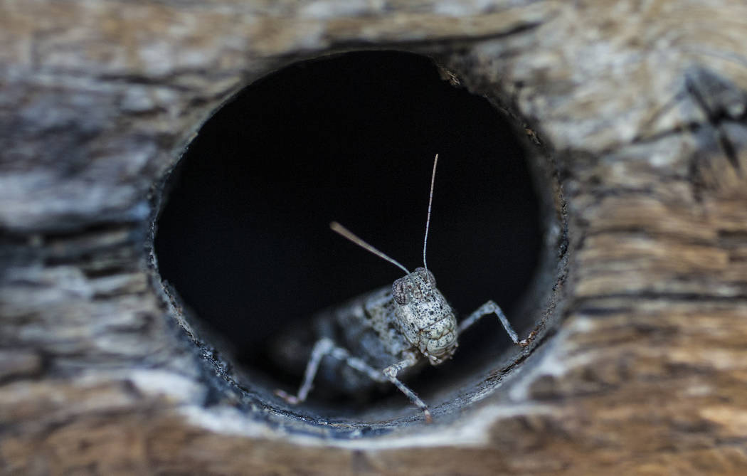 A grasshopper rests on a wall outside California Pizza Kitchen in Downtown Summerlin on Thursda ...