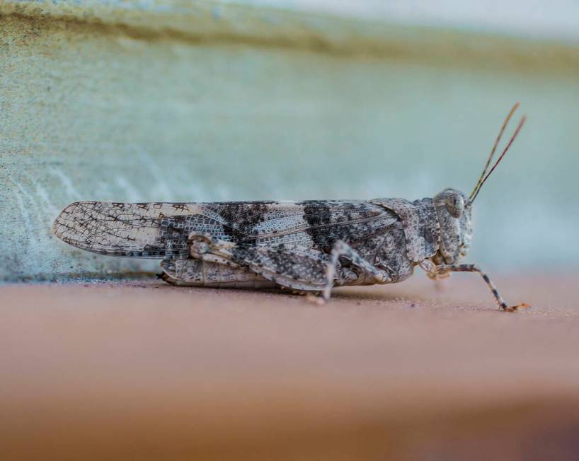 A grasshopper rests on a wall outside California Pizza Kitchen in Downtown Summerlin on Thursda ...