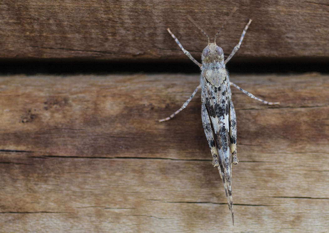 A grasshopper rests on a wall outside California Pizza Kitchen in Downtown Summerlin on Thursda ...