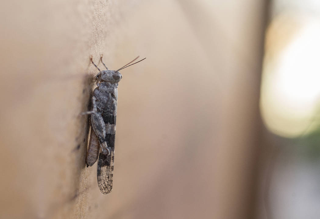 A grasshopper rests on a wall outside California Pizza Kitchen in Downtown Summerlin on Thursda ...