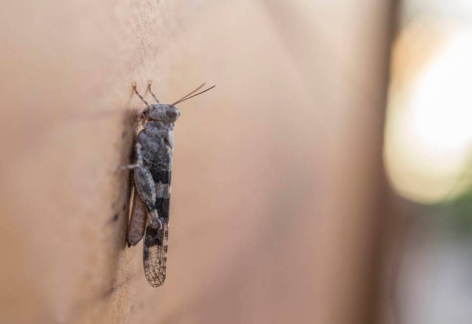 A grasshopper rests on a wall outside California Pizza Kitchen in Downtown Summerlin on Thursda ...