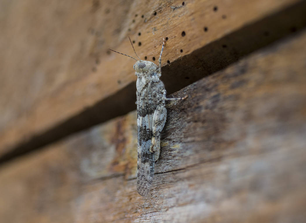 A grasshopper rests on a wall outside California Pizza Kitchen in Downtown Summerlin on Thursda ...