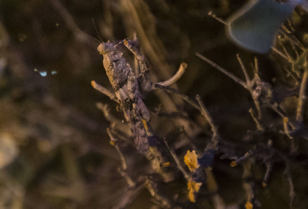 A grasshoppers rests on a bush outside of Main Street Station in downtown Las Vegas on Thursday ...