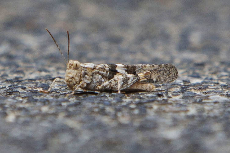 A Grasshopper crawls on the ground on Thursday, July 25, 2019 in Las Vegas. There has been a hi ...