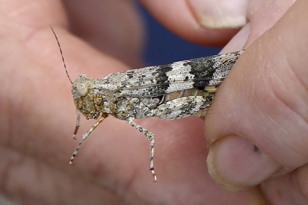 Nevada state entomologist Jeff Knight shows a Pallid-winged Grasshopper at his Las Vegas office ...