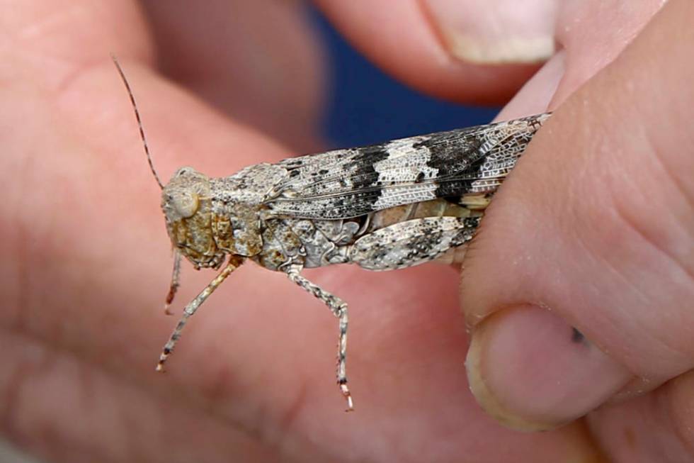 Nevada state entomologist Jeff Knight shows a Pallid-winged Grasshopper at his Las Vegas office ...