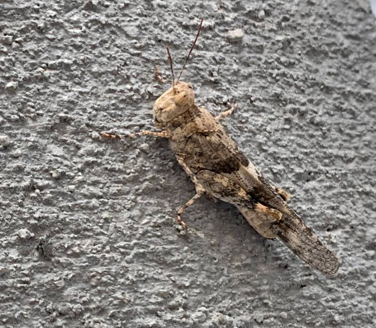 A Pallid-winged Grasshopper the Nevada Department of Agriculture Las Vegas offices Thursday, Ju ...