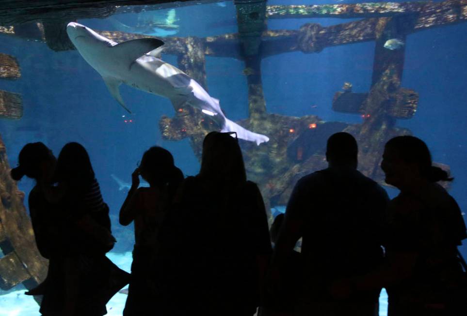 Visitors check out the aquarium at Shark Reef at Mandalay Bay in Las Vegas Monday, July 22, 201 ...