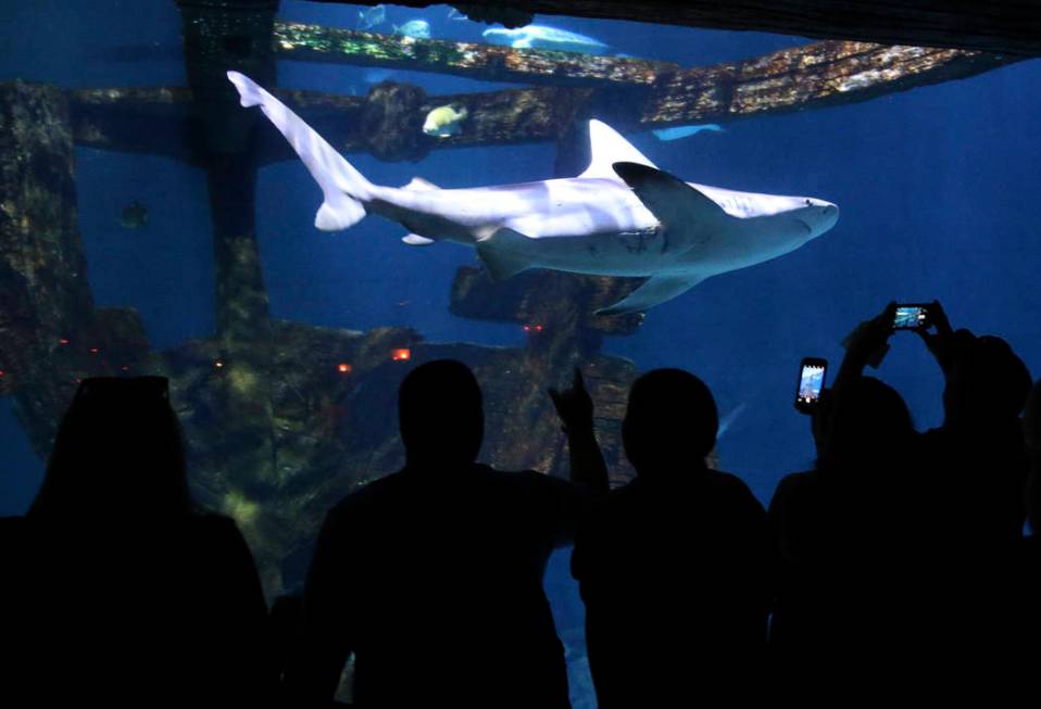 Visitors check out the aquarium at Shark Reef at Mandalay Bay in Las Vegas Monday, July 22, 201 ...