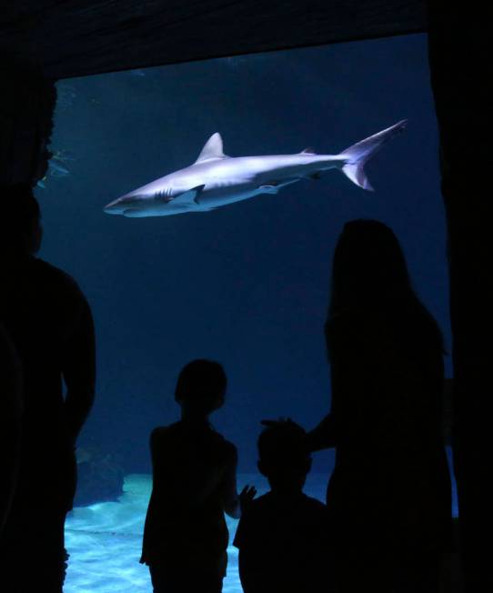 Visitors check out the aquarium at Shark Reef at Mandalay Bay in Las Vegas Monday, July 22, 201 ...