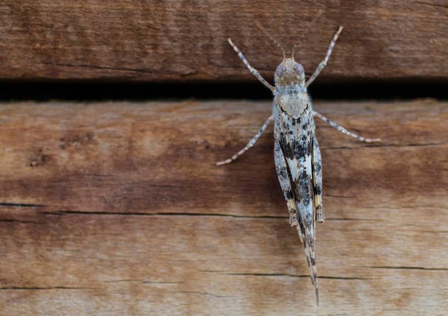 A grasshopper rests on a wall outside California Pizza Kitchen in Downtown Summerlin on Thursda ...