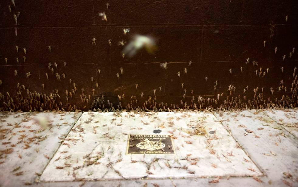 Grasshoppers outside the El Cortez on Sunday, July 28, 2019 in Las Vegas. (Michael Blackshire/L ...