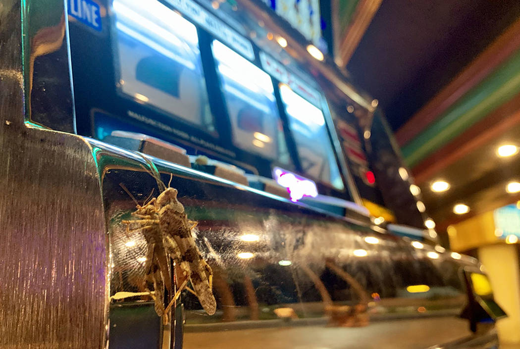 Grasshoppers try their luck gambling at Slots A Fun in Las Vegas on Sunday, July 28, 2019. (Dav ...